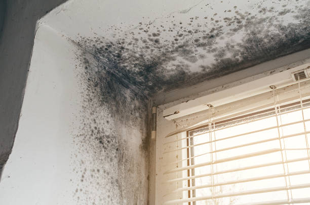 Affordable Black Mold Remediation solutions in Churchville, PA